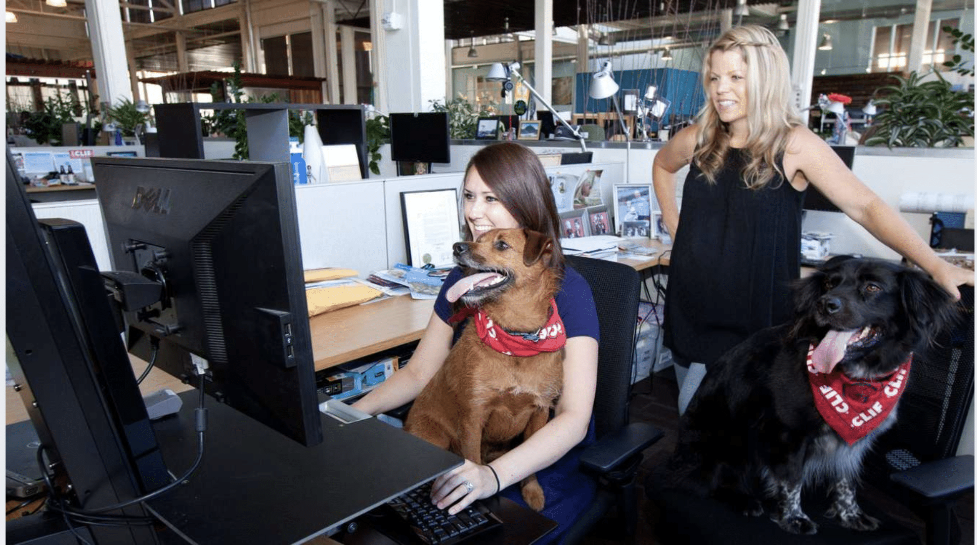 Office Pet Day
