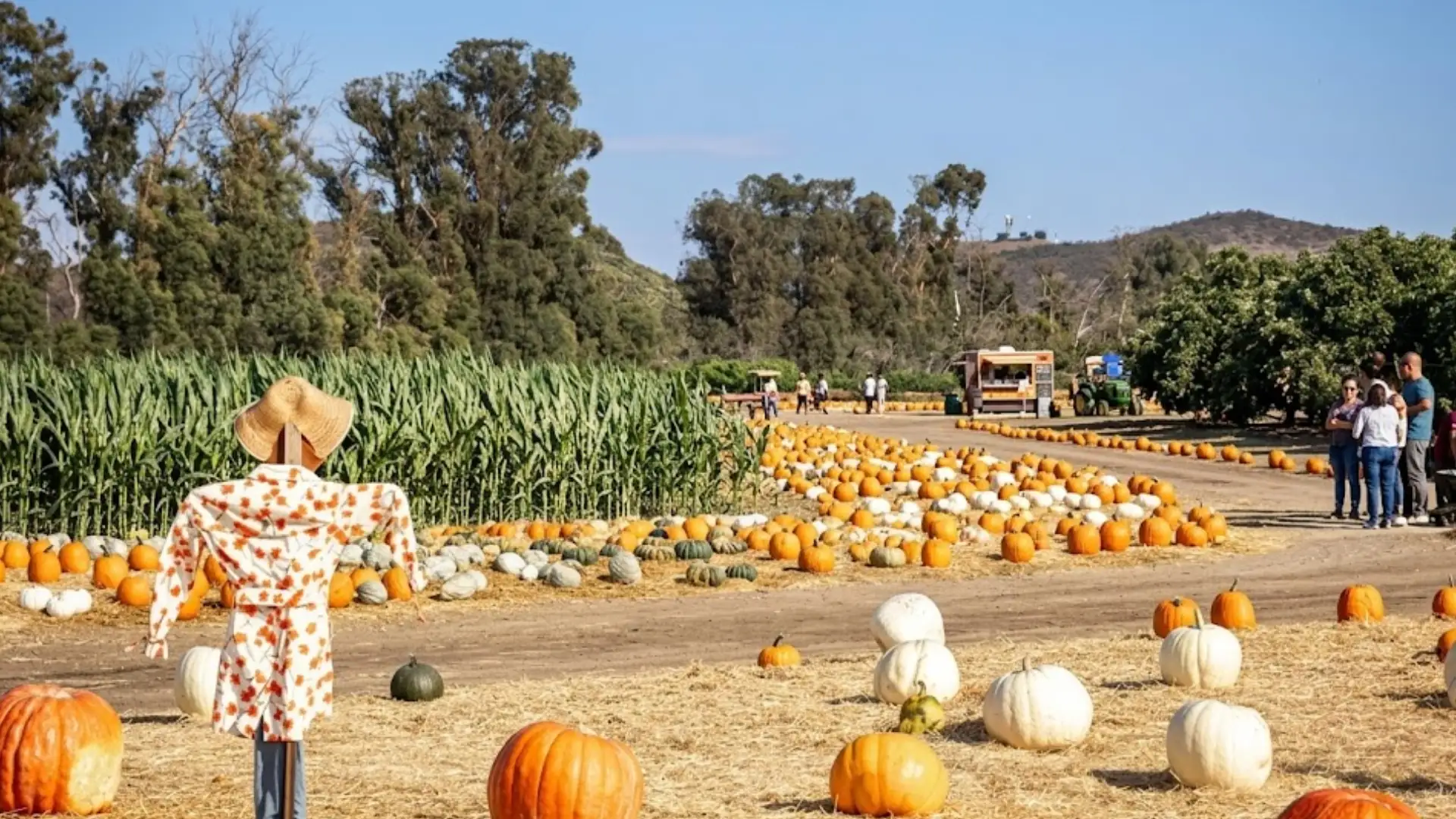 Pumpkin patch with scarecrow display rows of pumpkins visitors and farm stand in fall harvest