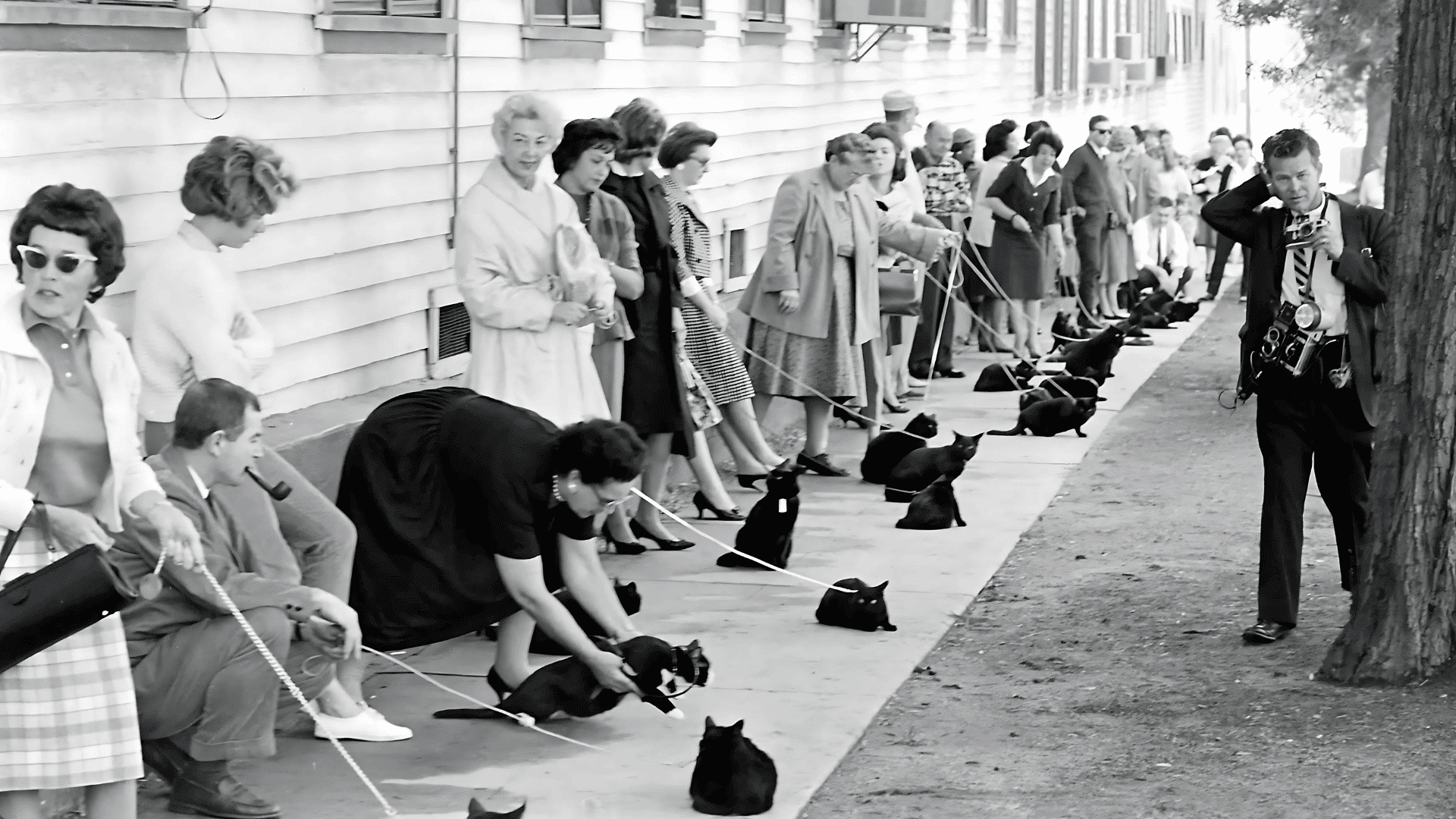 Cats as Black Cat Auditions (1960s)