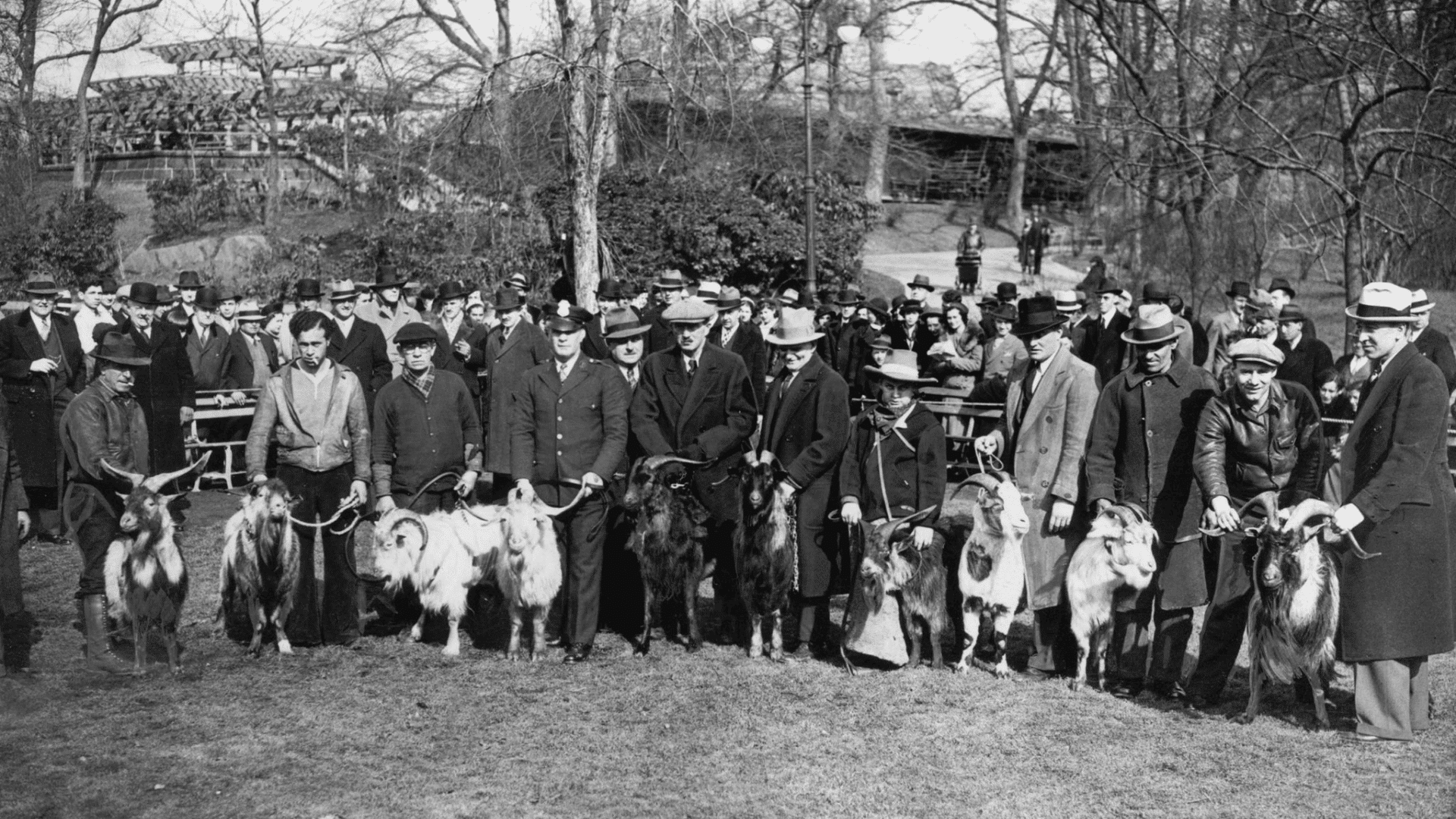 The Goat-Pulling Contest (1930s)