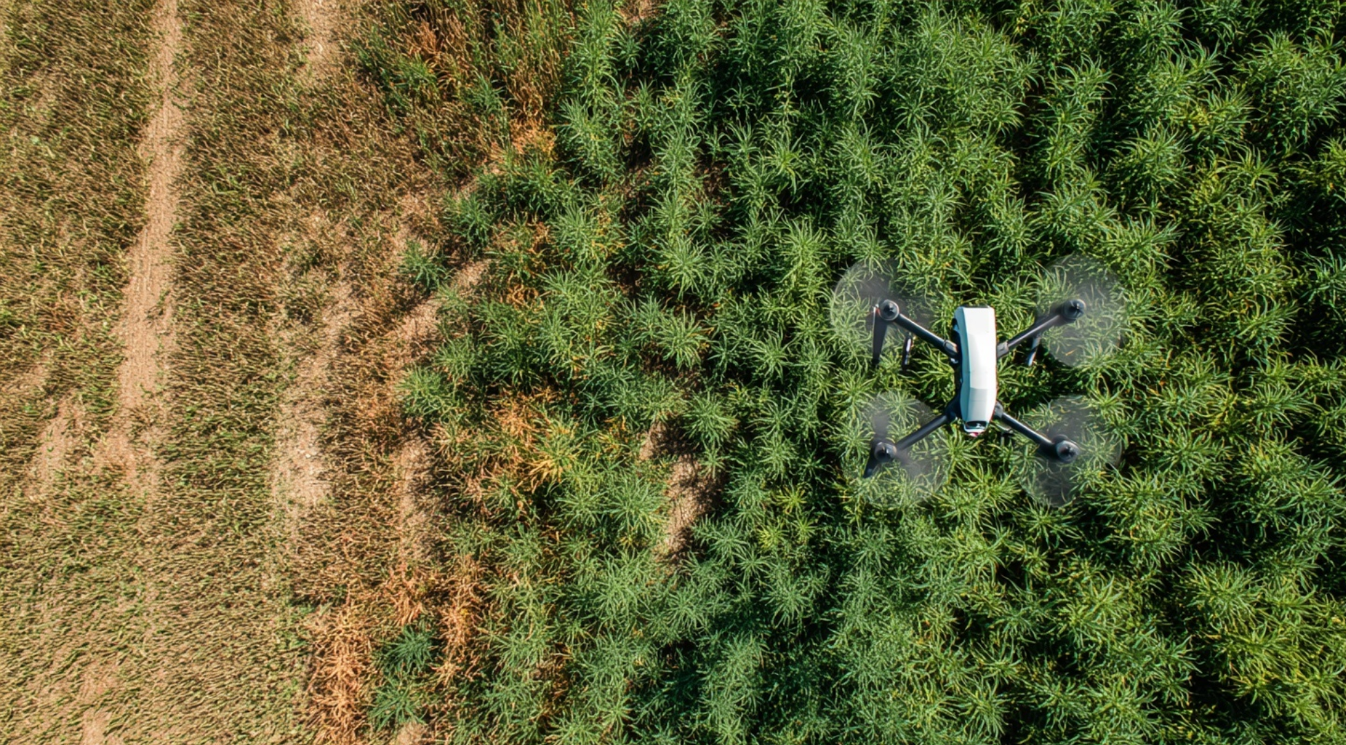 crop monitoring health scouting