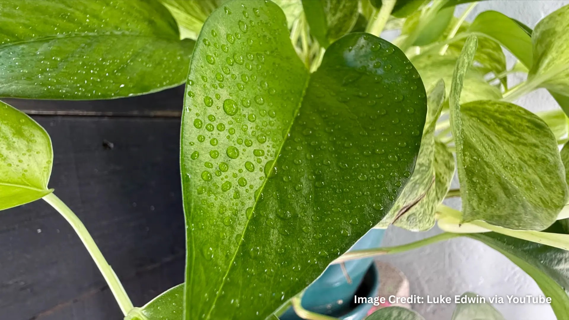 Close-up picture of green leaf with water droplets captured using Macro photography on iPhone 16 Pro Max Camera