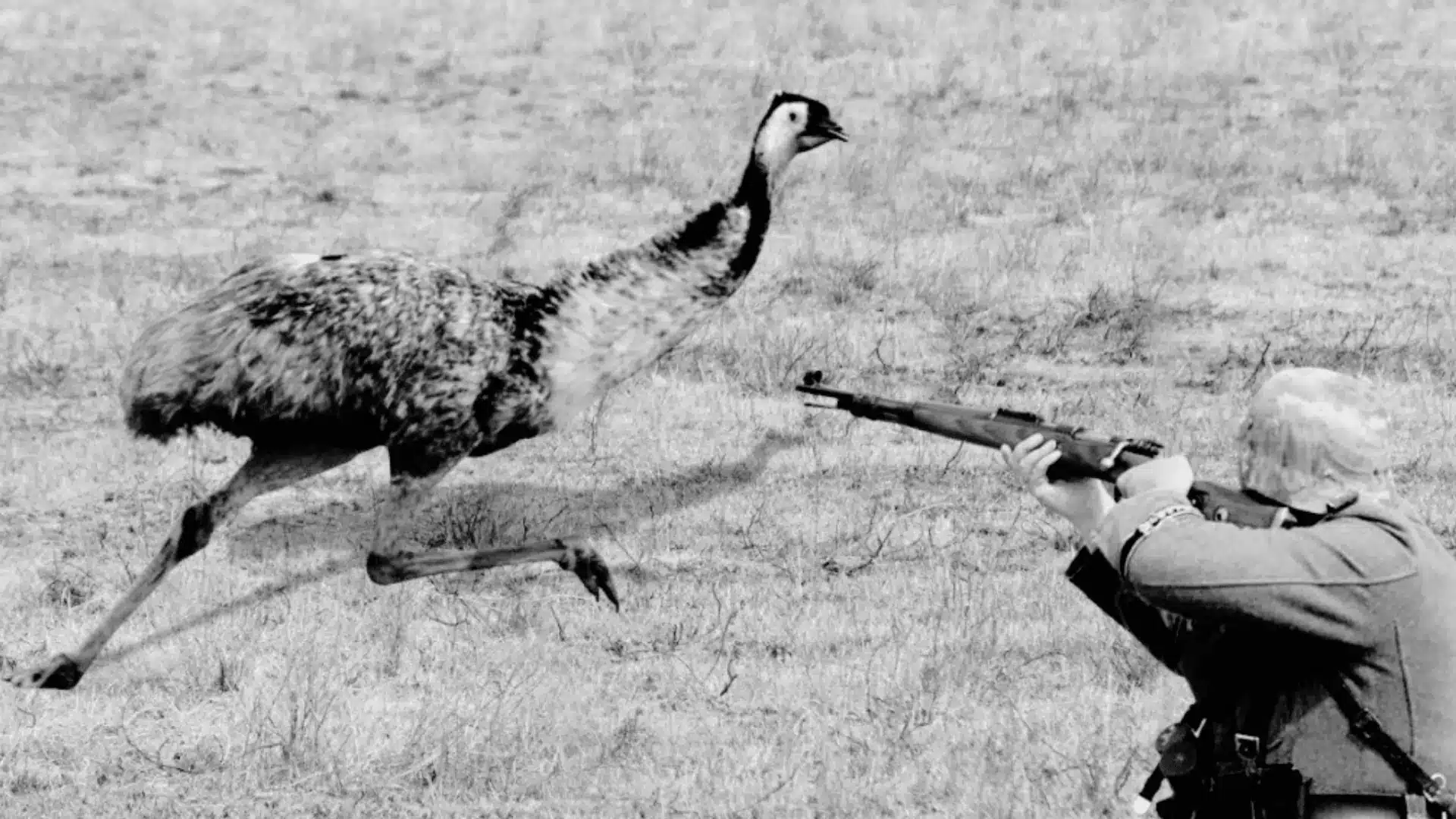 The Great Emu War photo shows soldier aiming rifle at fast running emu across open grassland field