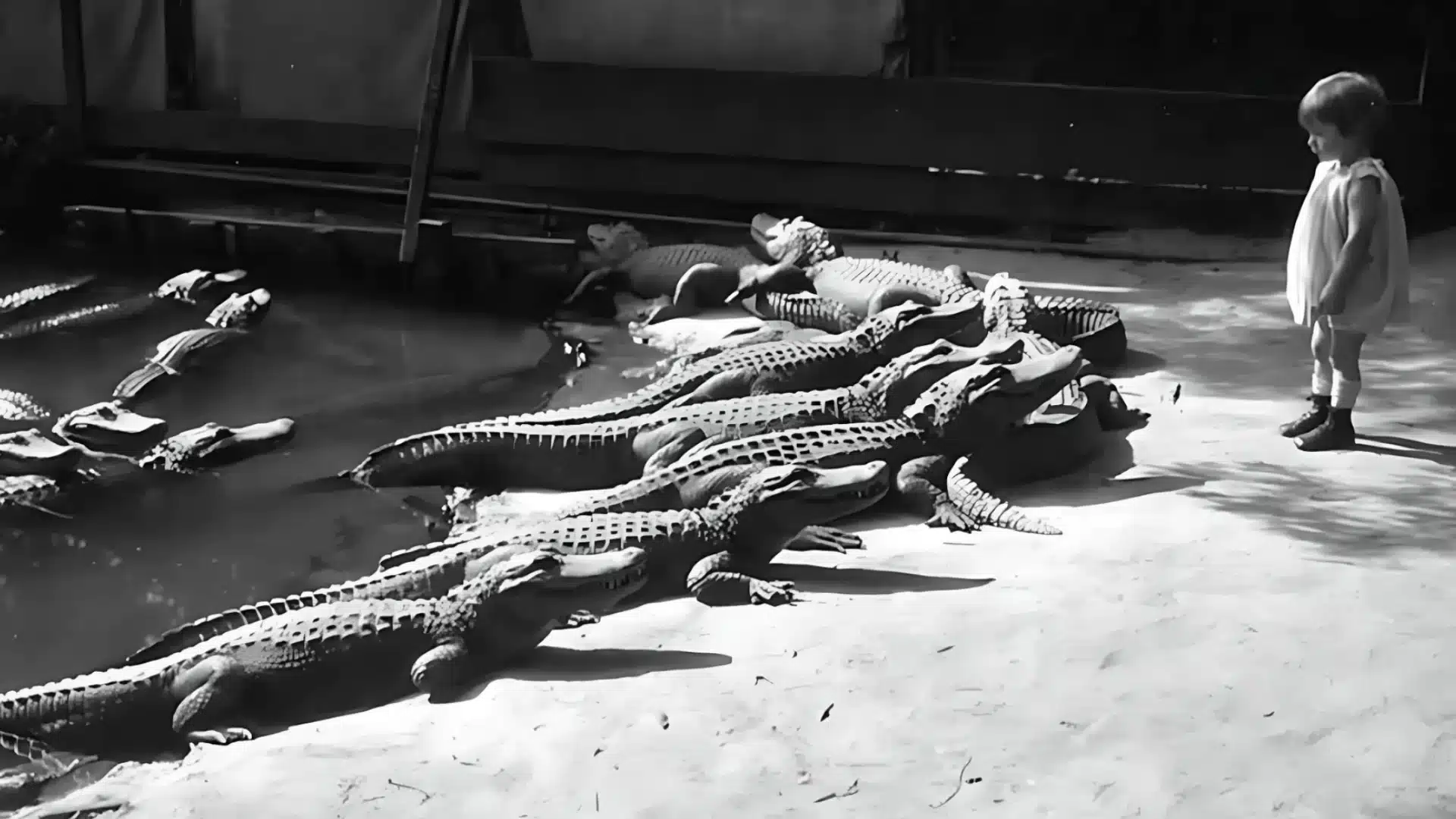 Black and white image of child standing near group of alligators resting beside shallow water at park attraction
