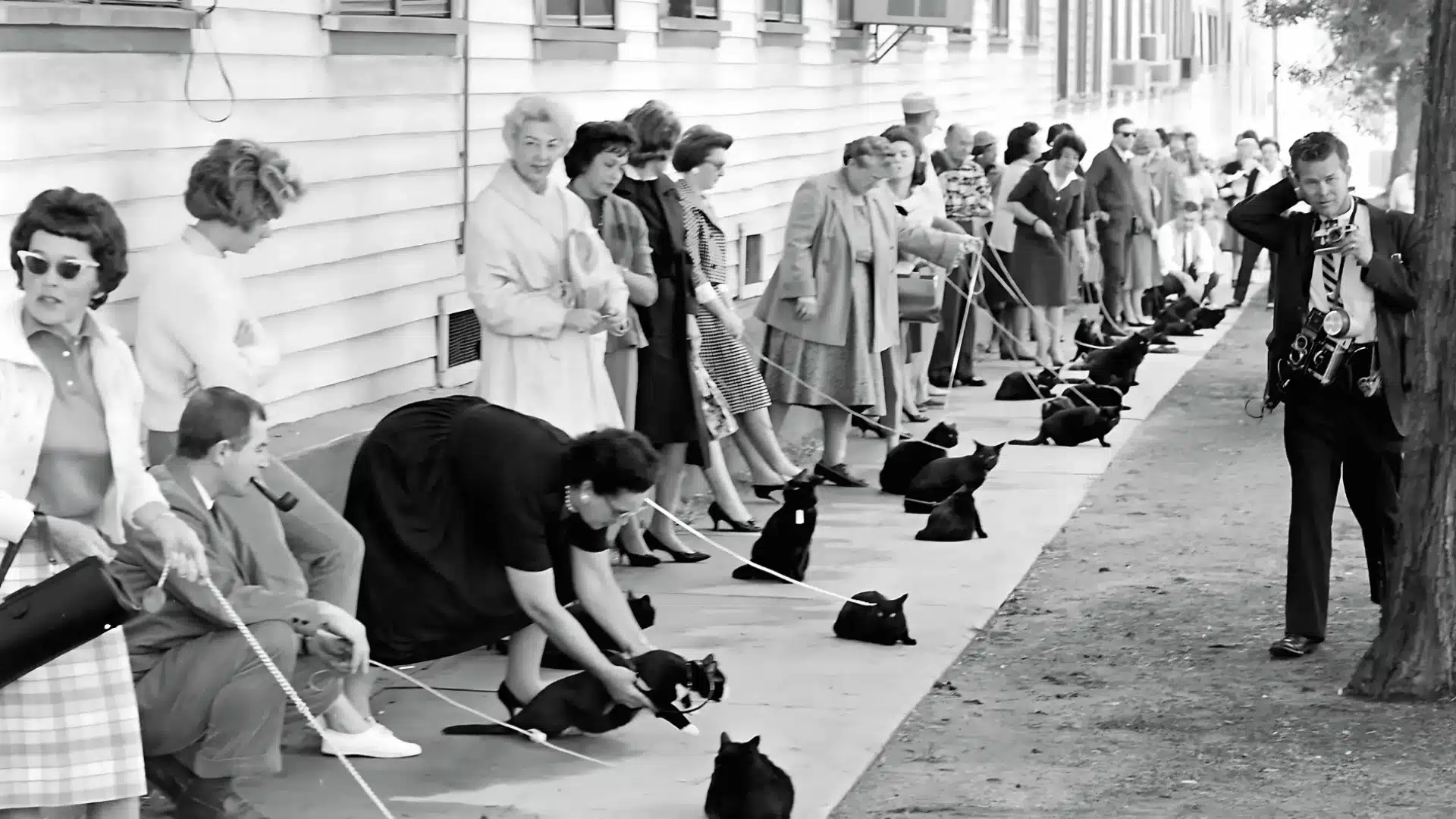 Black and white photo of people lining sidewalk with cats on leashes as judge inspects them during contest
