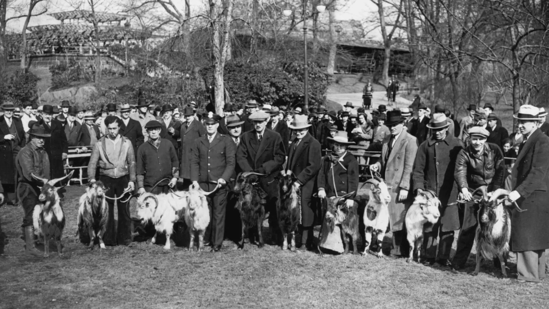 Vintage black and white photo of men standing in line holding goats at outdoor gathering with spectators