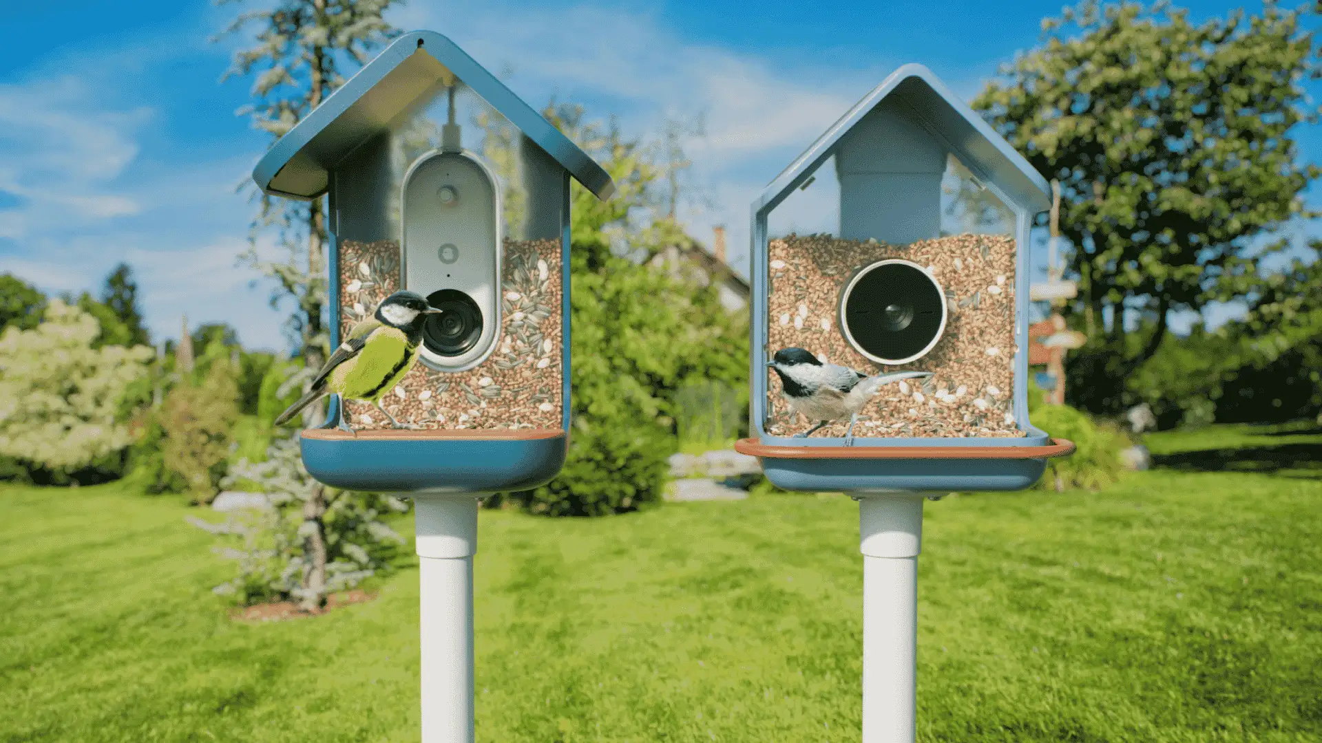 Bird Buddy and Bird Buddy 2 smart bird feeders with birds perched in a sunny garden setting