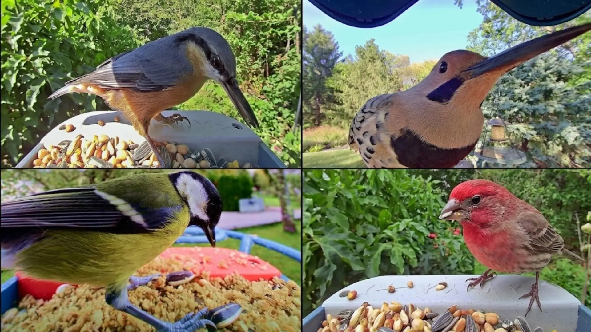 Collage of backyard birds captured by Bird Buddy feeder camera, showing close-up species visits at feeding stations