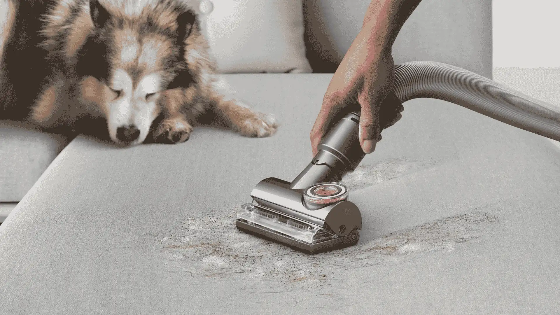 Dyson Ball Animal 3 hose attachment removing pet hair and dirt from a sofa while a dog rests nearby