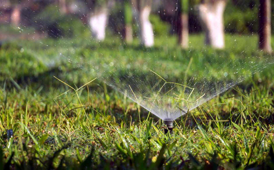The Routine Yard Checks That Catch Costly Problems Early